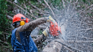 Bronx Tree Service: A Comprehensive Guide to Caring for Your Trees