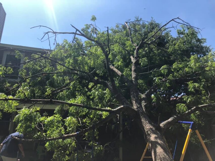 tree trimming company San Antonio TX