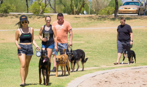 public manners training for family dogs